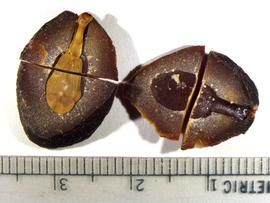   Seed, embryo:   Picralima nitida,nbsp; cross-section of seed exposing embryo; Photo by K.E. Clancy, USDA APHIS PPQ, imageID.idtools.org
